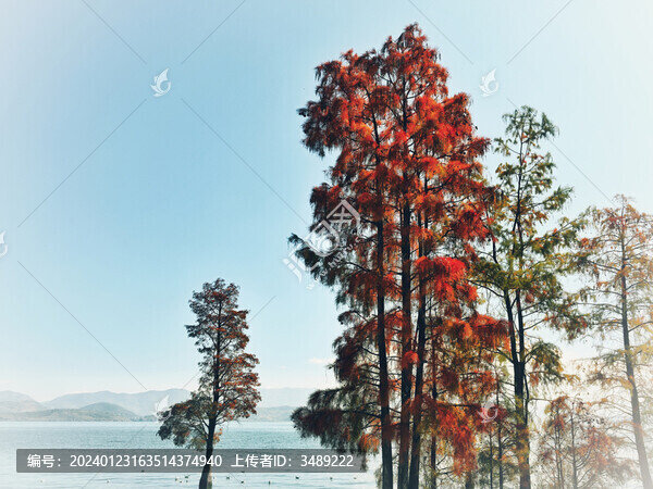 洱海秋色