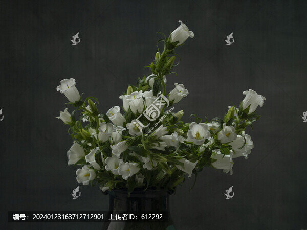 白色風鈴花