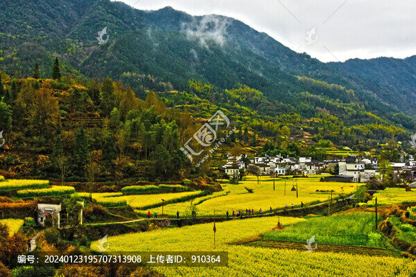慶源油菜田