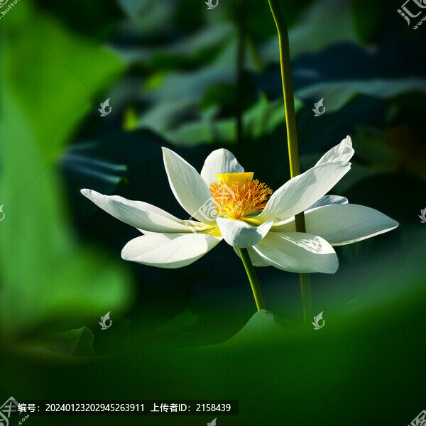 唯美荷花