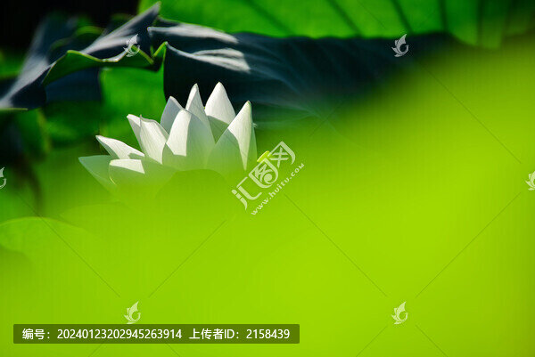 唯美荷花