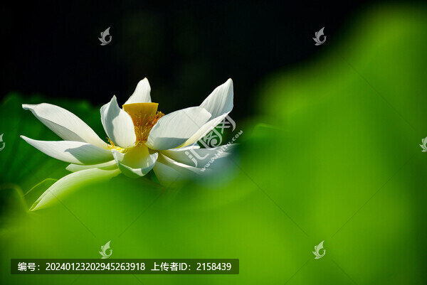 唯美荷花