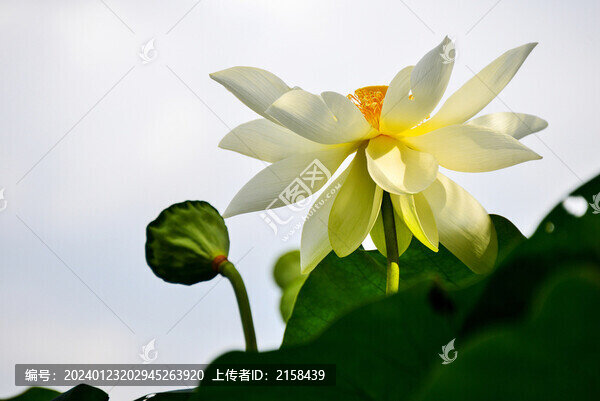 唯美荷花