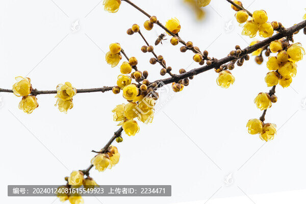 臘梅