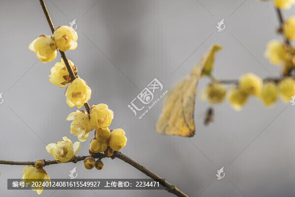 臘梅