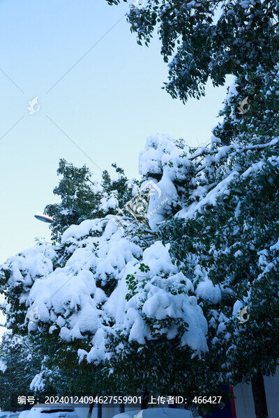 雪景