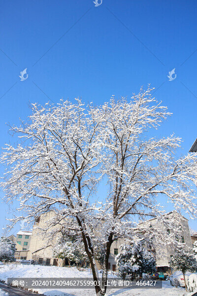雪景