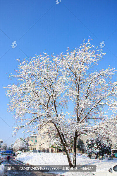 雪景