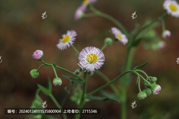飛蓬