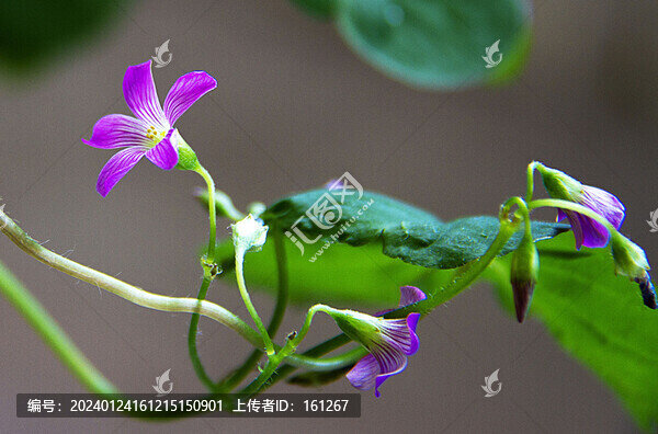 櫧頭紅花盛開(kāi)