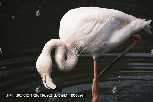 廣州動物園火烈鳥