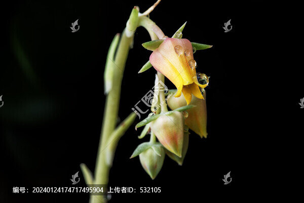 多肉開花
