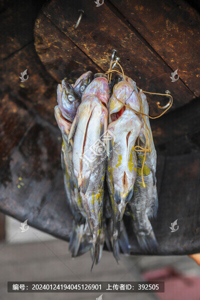 昂刺魚