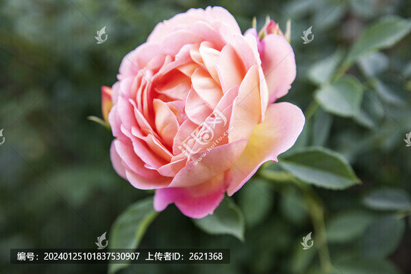 薔薇特寫