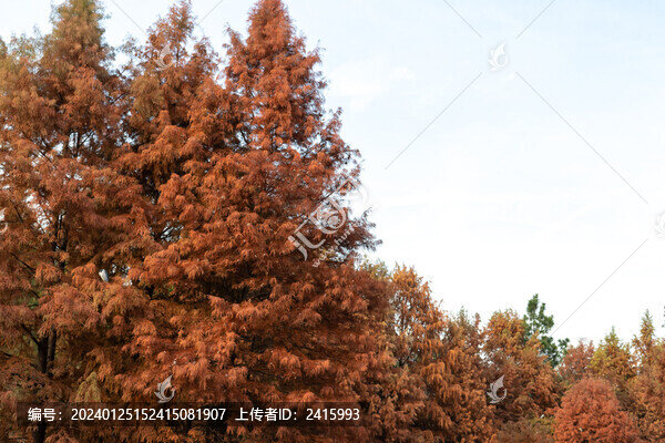 紅杉葉