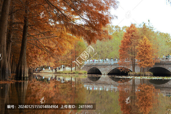 公園水杉