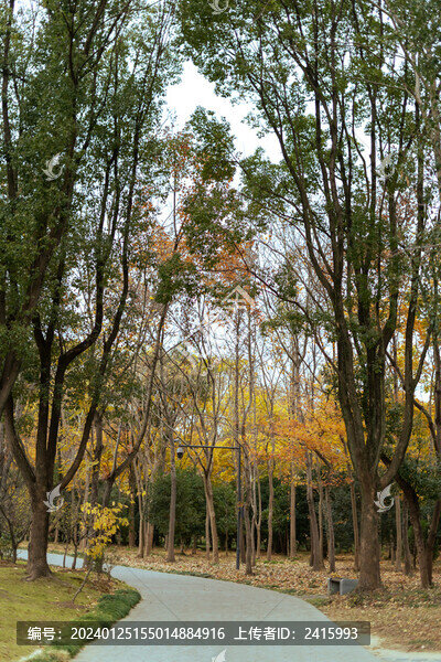 公園小路