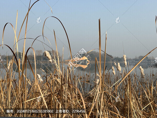 蘆葦湖邊