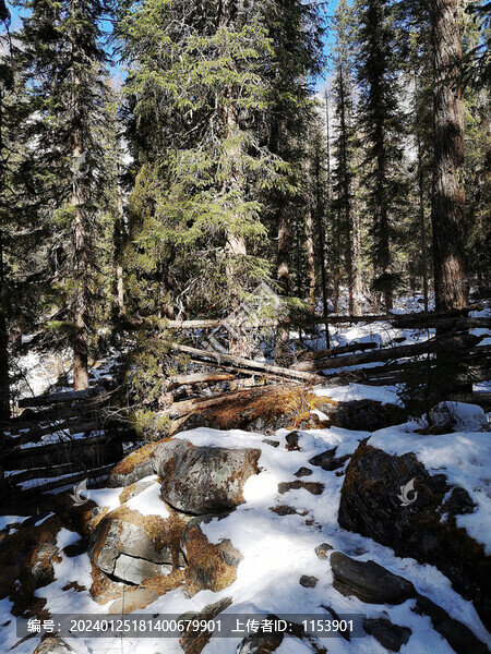 雪山森林