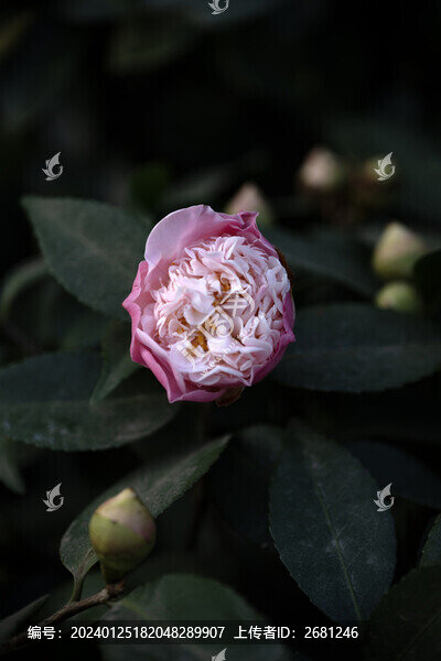 山茶花