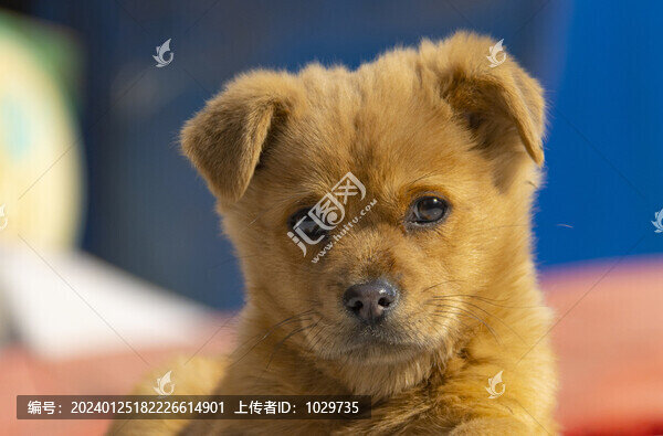 博美犬
