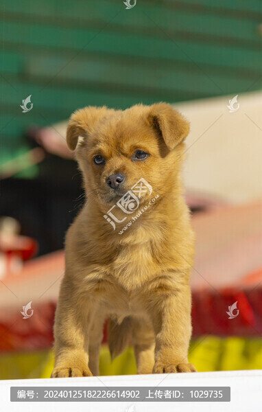 博美犬