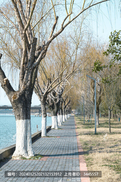 公園行道樹