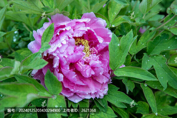 雨后的牡丹花