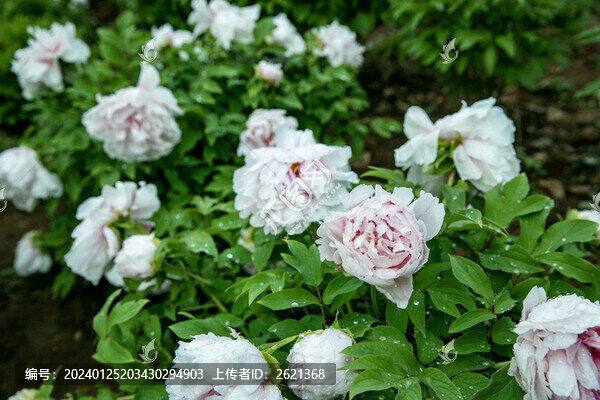 盛開(kāi)的牡丹花