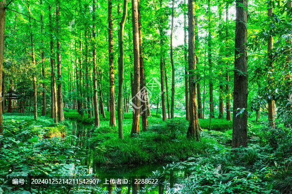 森林公園綠色杉樹(shù)林