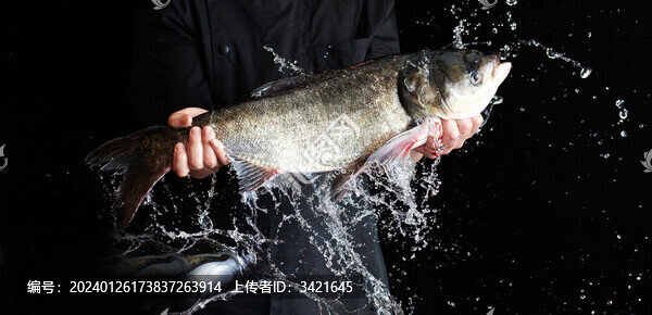 鮮活花鰱魚