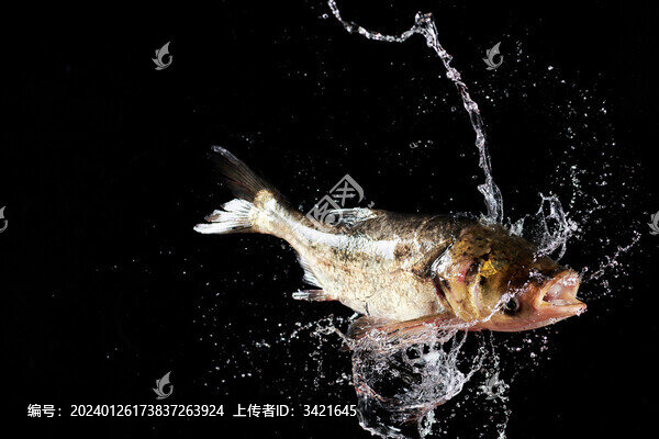 鮮活花鰱魚
