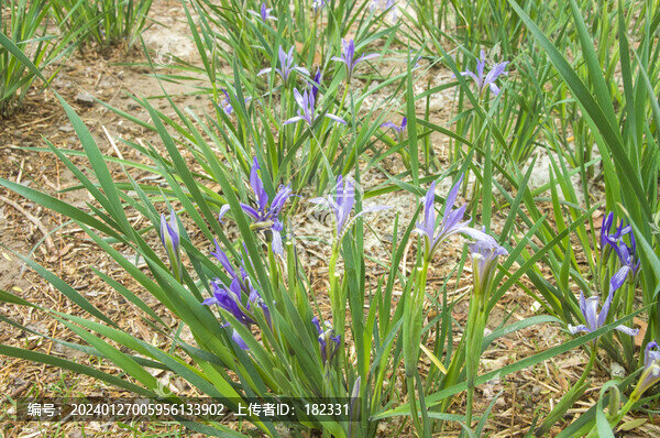 馬藺花草