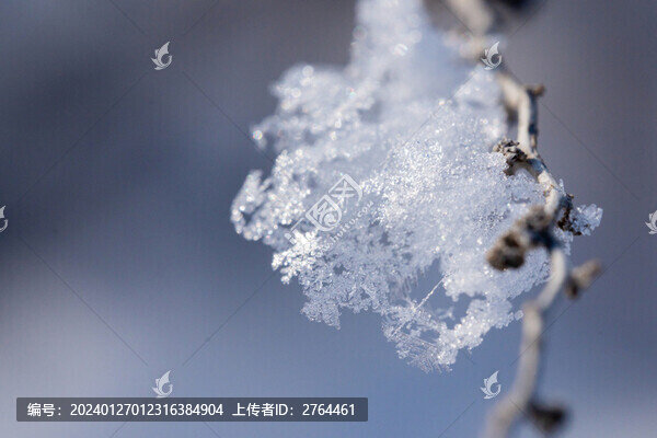 冬天霧凇雪花特寫(xiě)