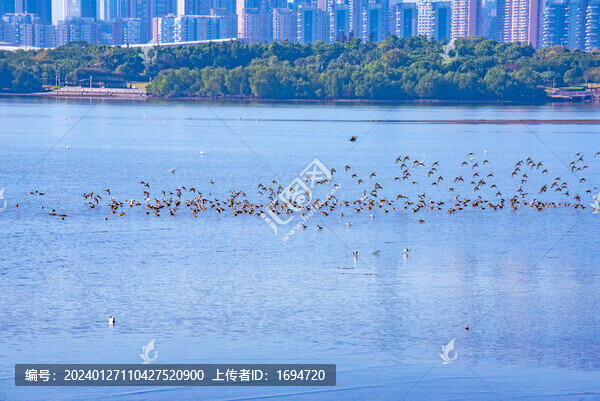 深圳灣候鳥群