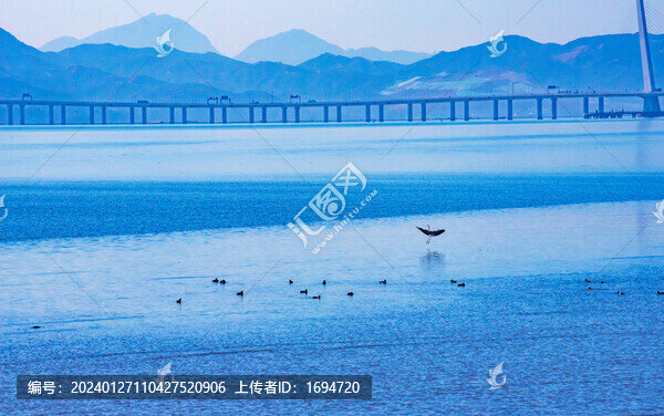 深圳灣候鳥群