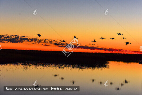 朝霞迎仙鶴
