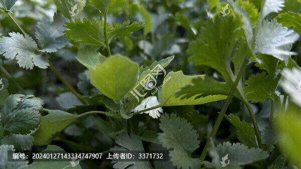 胡芹菜葉子