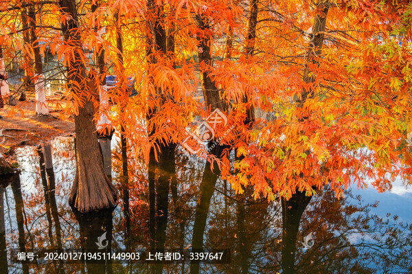 水杉