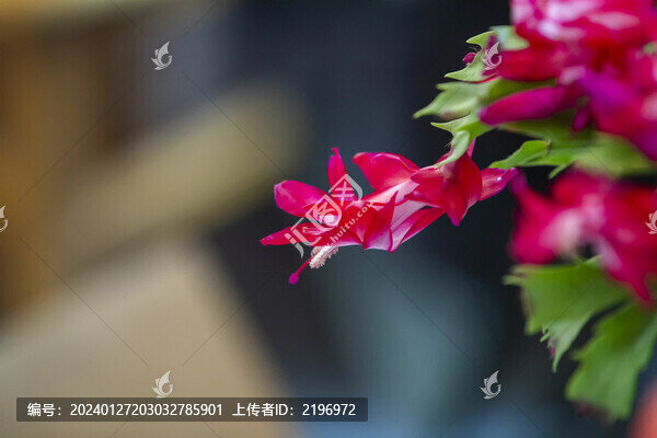 蟹爪蓮攝影圖