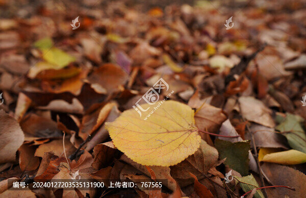 黃葉秋葉