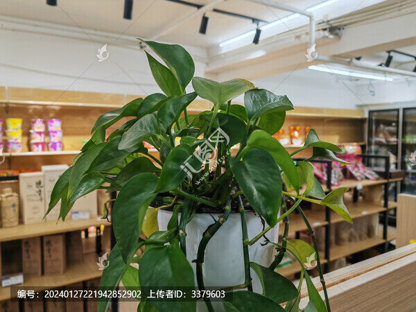 綠蘿