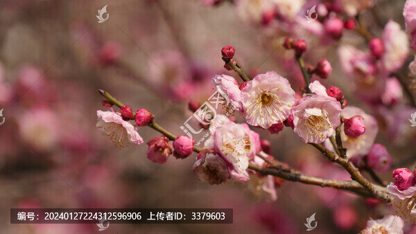 梅花