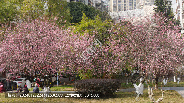 梅花