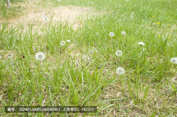 草地蒲公英