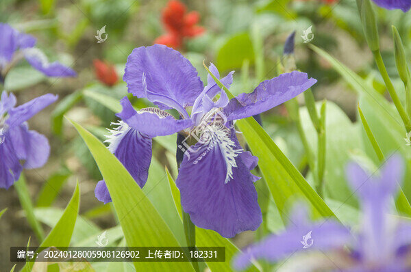 鳶尾花朵特寫(xiě)