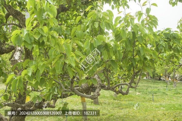 香梨樹枝