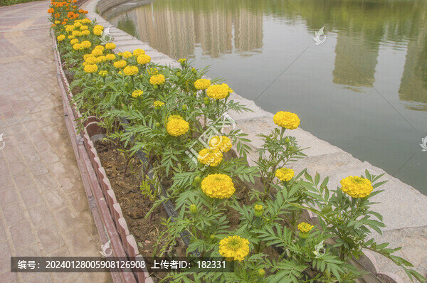 金盞菊