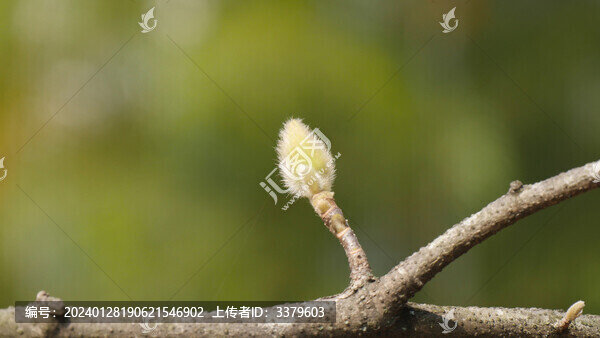 玉蘭花蕾