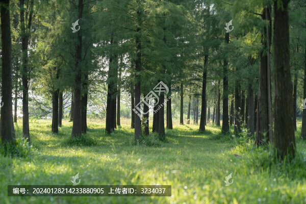 樹林